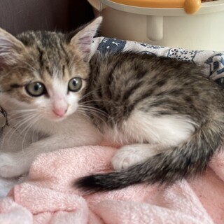 可愛いお顔のきじ白君一ヶ月手乗り猫