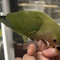 ＊コザクラインコ＊性別不明＊今年8月生