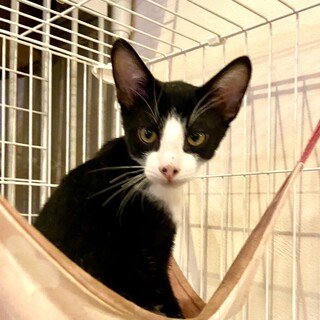 お鼻にほくろの白黒甘えん坊くんです！