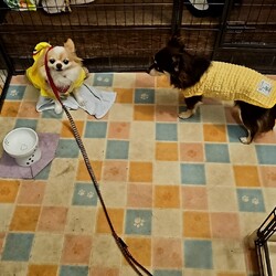 「お着替えバナちゃん」サムネイル1