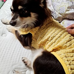 「お着替えバナちゃん」サムネイル2