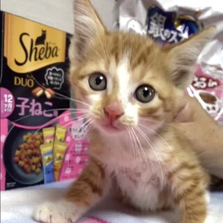 授乳から育てた超甘えっ子の茶白リン姫