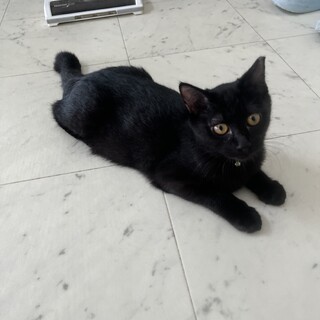 美猫の黒猫さんです