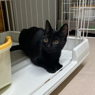 おめめクリクリBOY☆タッカー♂