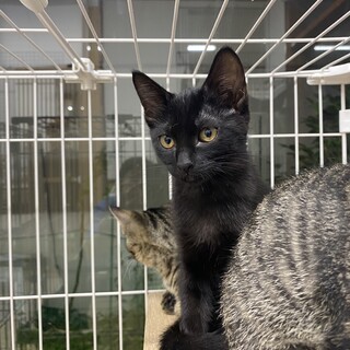 妖艶クロ猫girl☆クリス♀