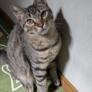 ★家族決定★おっとり穏やか甘えんぼ【とき】