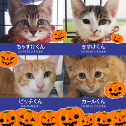 ★子猫中猫24匹の譲渡会★みよし市★ サムネイル1