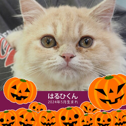 ★子猫中猫24匹の譲渡会★みよし市★ サムネイル2