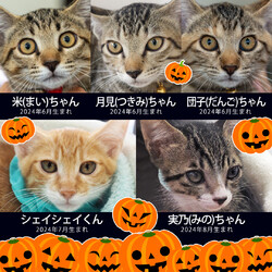 ★子猫中猫24匹の譲渡会★みよし市★ サムネイル3
