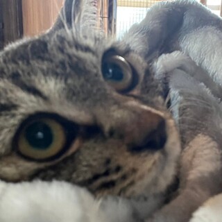 キジトラぷるちゃん❤️しゃーからミャーに！