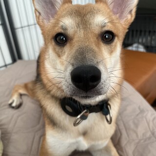 元野犬のおみそです。