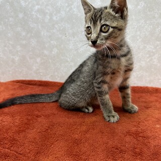 四兄妹初参加❗️遊びおねだり大好き甘えっ子❤ちくわ