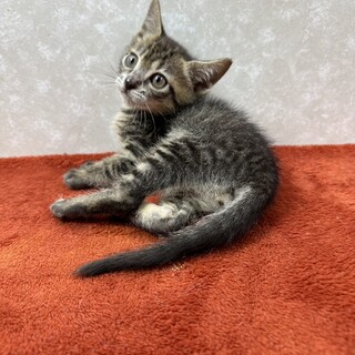 四兄妹初参加❗️遊びおねだり大好き甘えっ子❤がんも