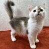 ラグドール＆ペルシャMIX！2カ月甘猫❤モコモコ サムネイル2
