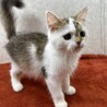 ラグドール＆ペルシャMIX！2カ月甘猫❤モコモコ サムネイル3
