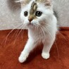 ラグドール＆ペルシャMIX！2カ月甘猫❤モコモコ サムネイル5