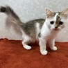 ラグドール＆ペルシャMIX！2カ月甘猫❤モコモコ サムネイル6