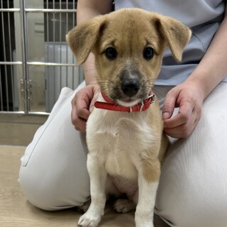 他の犬と遊ぶのが好きな子犬