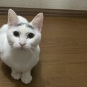 【再募集】3歳白猫女の子