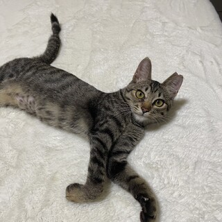 人も猫も大好きな女の子です