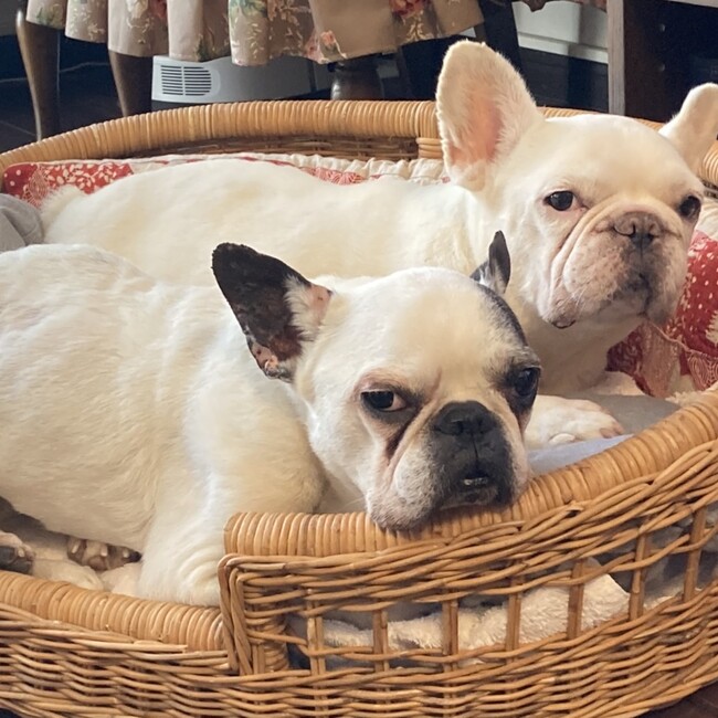 Shimiyanのカバー写真