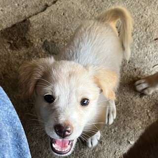 白い仔犬のミルちゃん