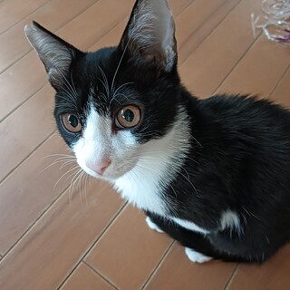 琥珀色の瞳　膝乗り猫　黒多め ハチワレ4ヶ月。