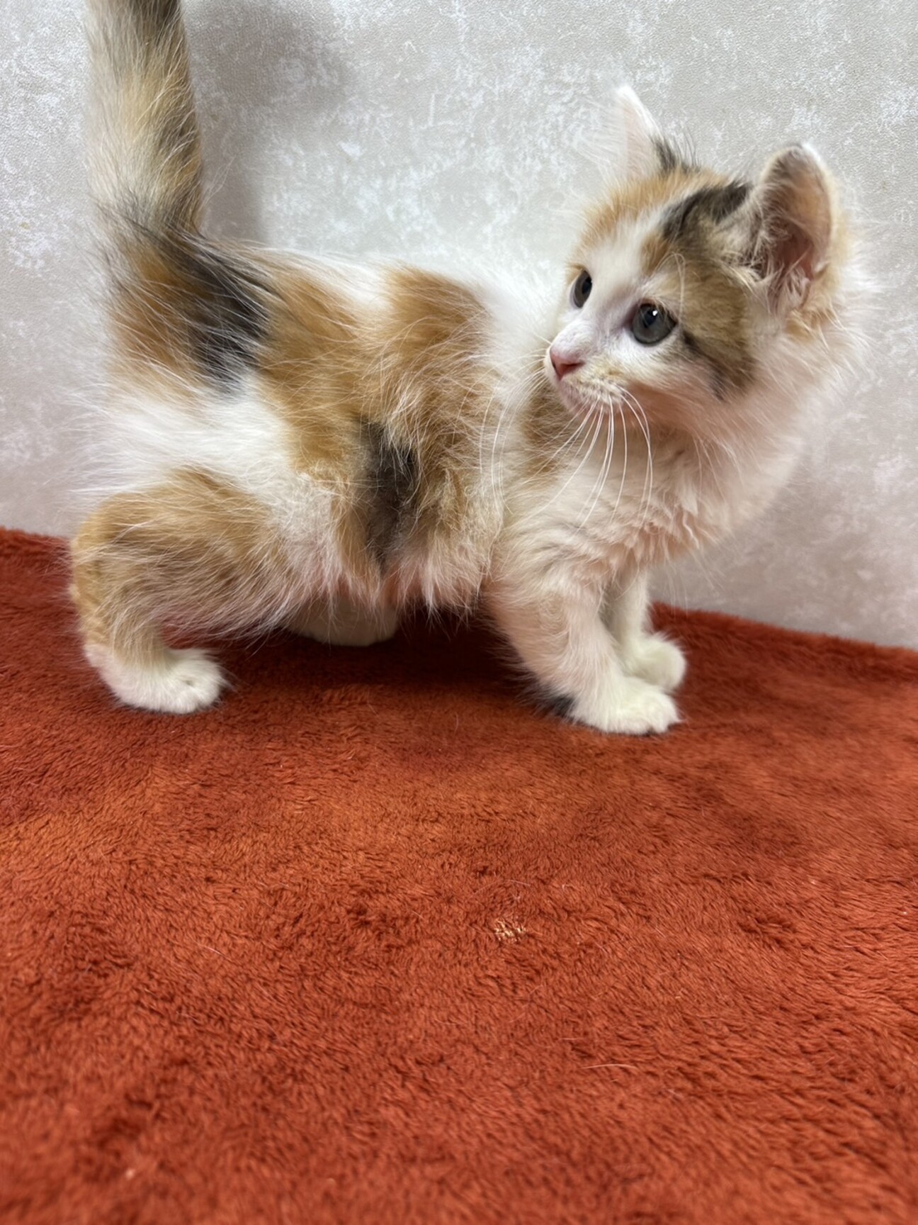 花冠の猫ちゃん　② 長毛四兄妹2か月❗️幸せ」東京都 - 猫の里親募集(502439