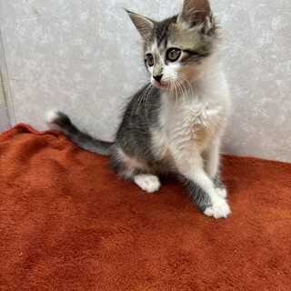 長毛四兄妹2か月❗️クールに甘えるませ猫❤モンタ