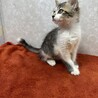 長毛四兄妹2か月❗️クールに甘えるませ猫❤モンタ サムネイル3