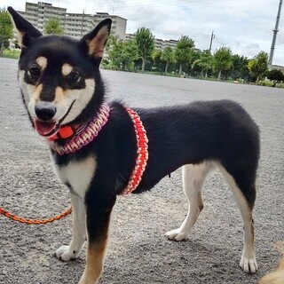 甘え方学習中、元気で可愛い女の子　りる