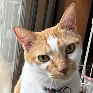 甘えん坊なかんぺい君