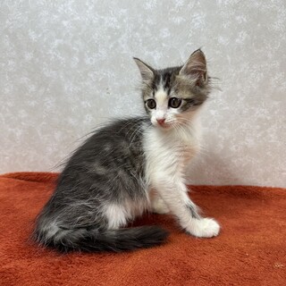 長毛四兄妹2か月❗️遊ぶの大好き❤ルナ