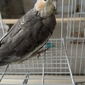 募集終了。オカメインコ　多分ですが、女の子