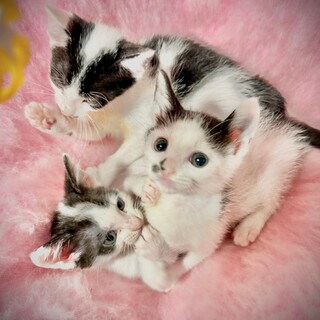 モーモー兄弟妹ふうた君