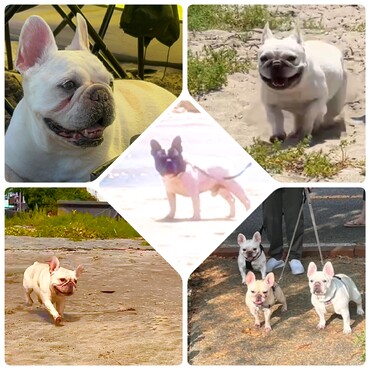 belle&Pep&aloha&Moana