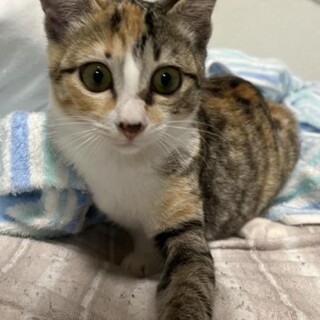 人懐こいキジ三毛の元気な女の子4か月