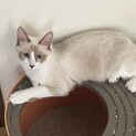 長毛でシャム系のメス猫