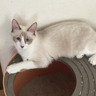 長毛でシャム系のメス猫