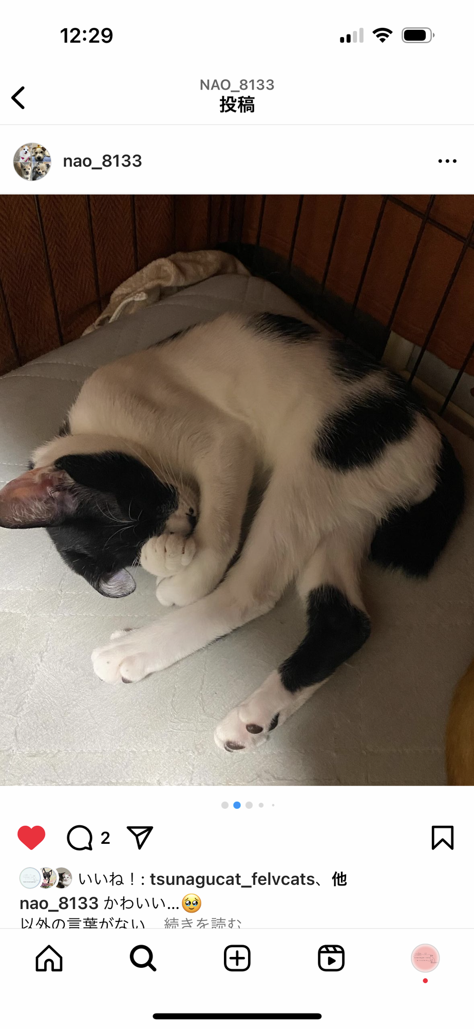 おひげ模様としぐさがかわ」東京都 - 猫の里親募集(494303) 1枚目の