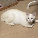 ブルーの瞳がきれいなベージュくん