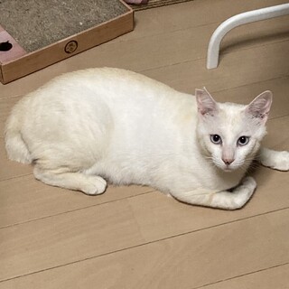 ブルーの瞳がきれいなベージュくん