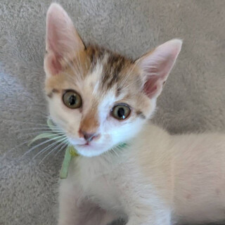 抱っこも撫でられるのも好き⭐️ナッツ