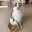 フサフサのしっぽが自慢です