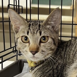 募集停止小柄でおっとりキジトラ女子❤️ガルボ