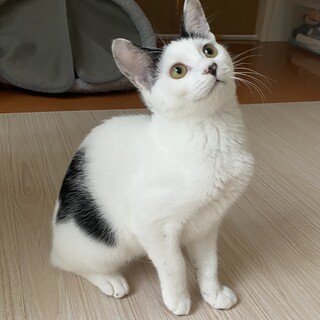 可愛いツンデレ娘