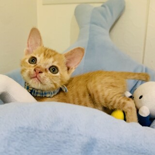 可愛すぎる♡茶トラの男の子