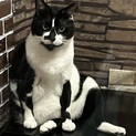 急募　元気のいい兄妹です
