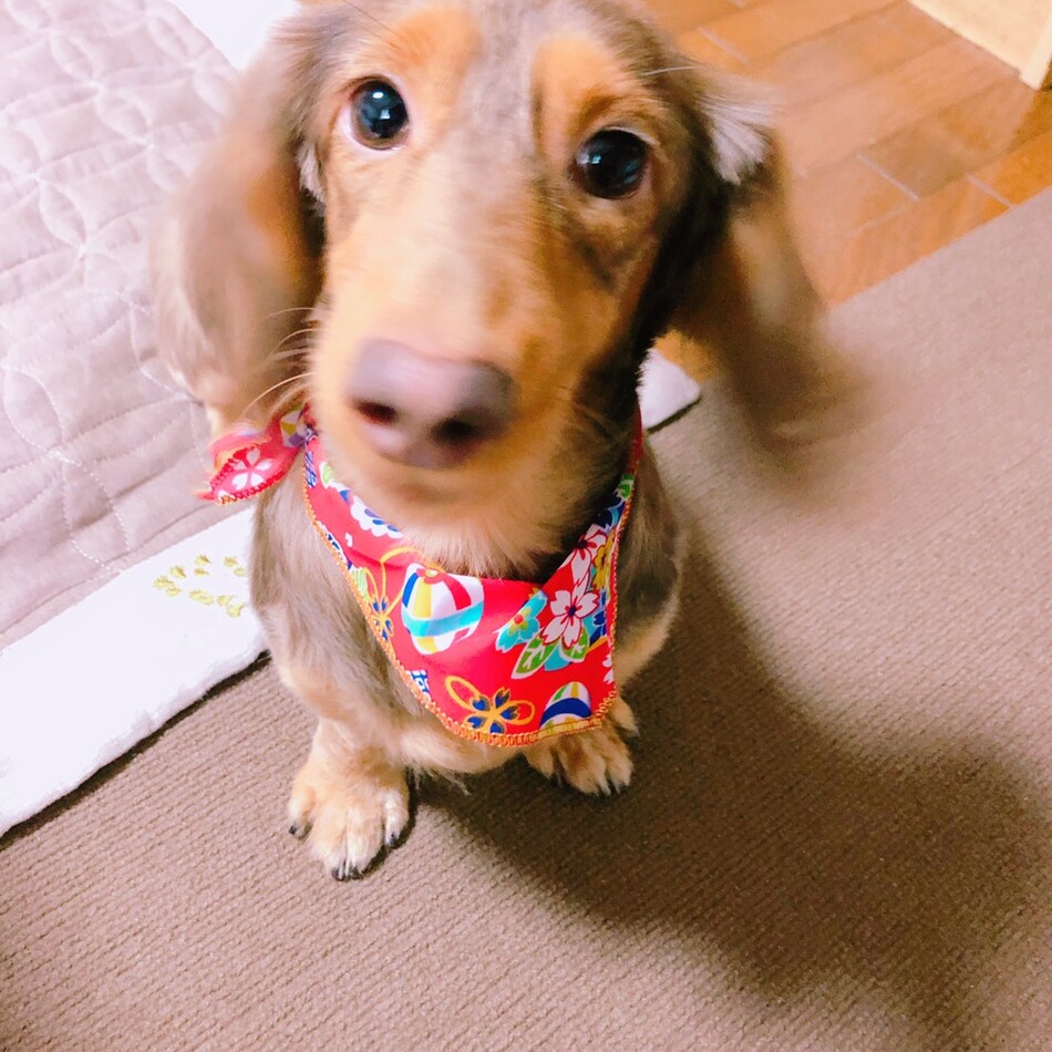 杉本COCOのカバー写真