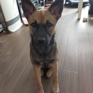 ビビりな甘えん坊の女の子です